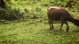 Кадр 4 с порно видео Оральный секс в дикой природе